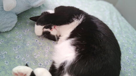 ｡-ᆺ-｡˚ᶻ 𝗓