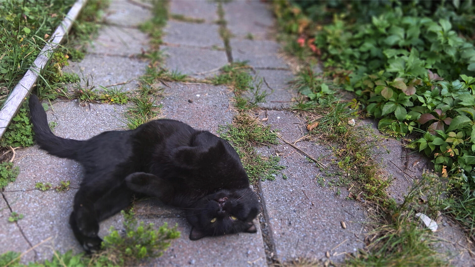 🐾˖°🖤