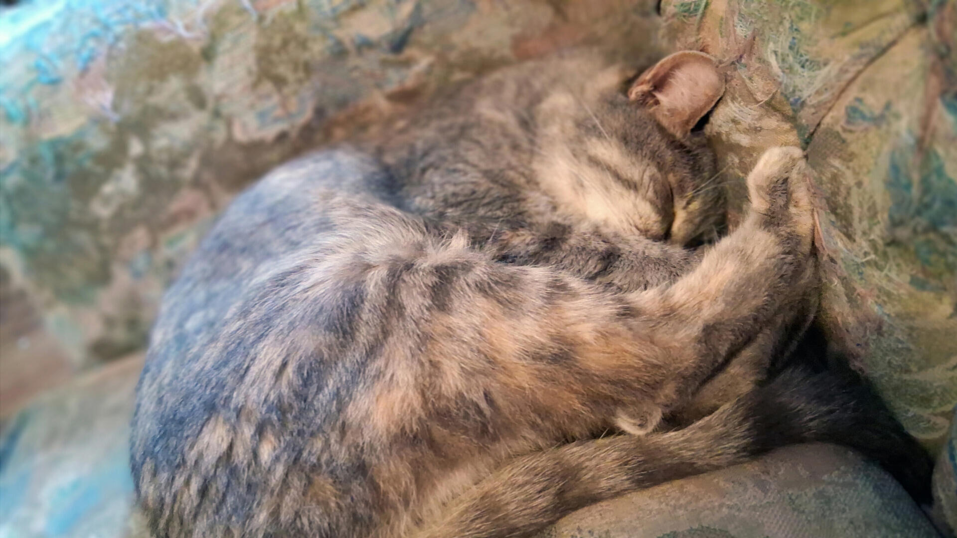 Meow meows and hot drinks˙⋆☕︎ ༘ 🐈