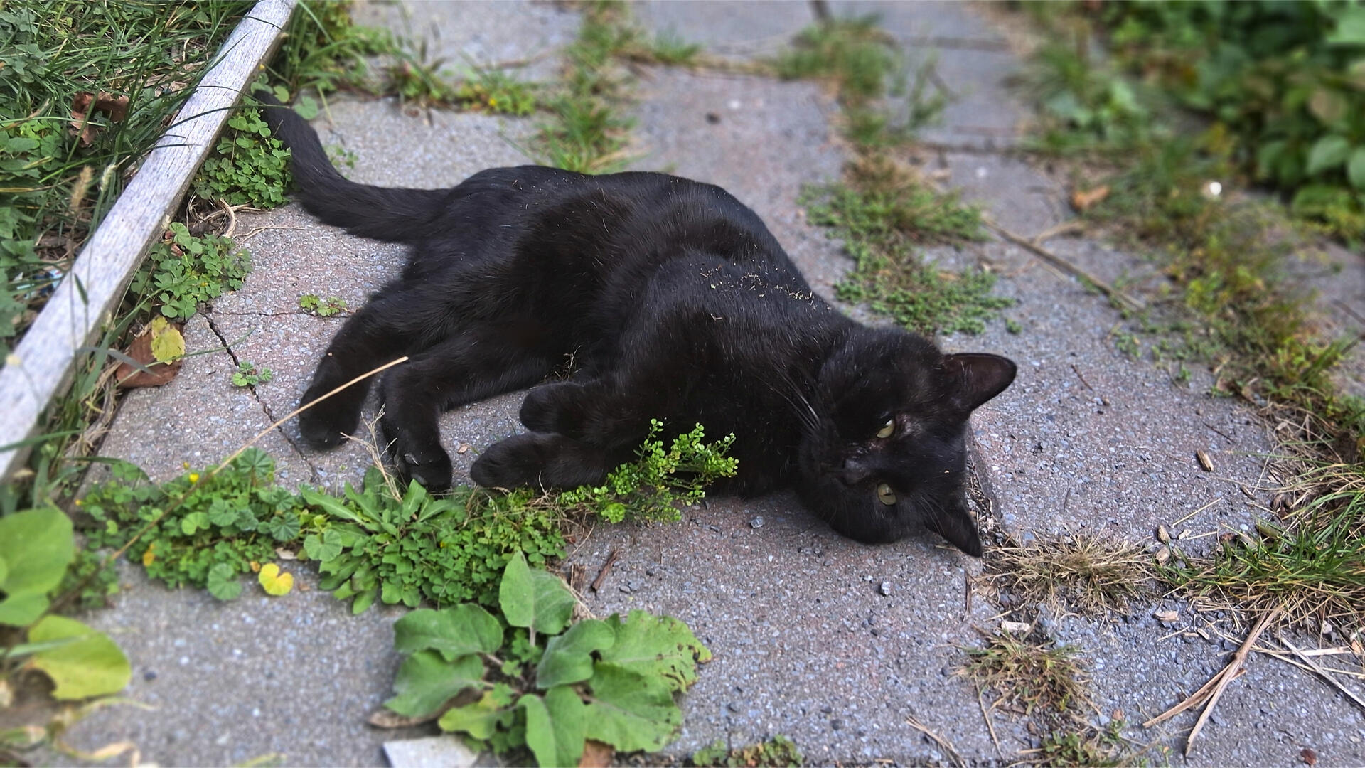 🐾˖°🖤